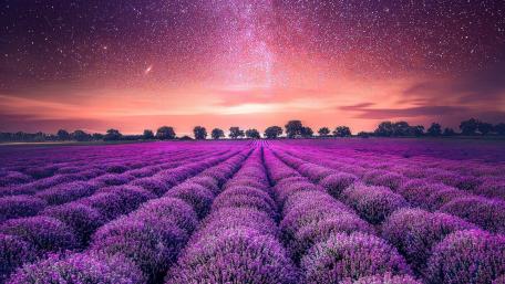 Purple lavender field wallpaper