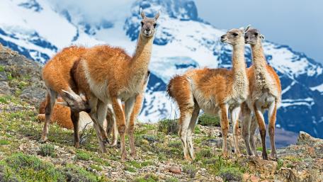 Guanacos wallpaper