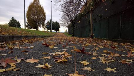 Autumn Pathway Covered in Leaves wallpaper
