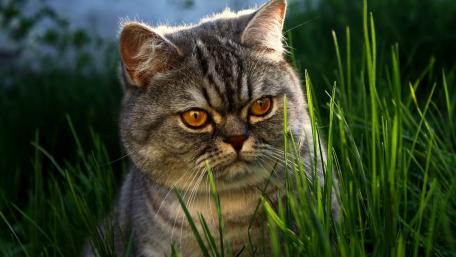 Cat Relaxing in Sunlit Grass wallpaper