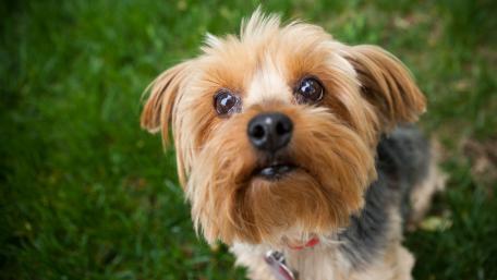 Yorkshire Terrier wallpaper