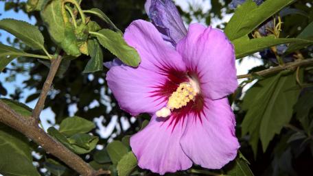 Vibrant Hibiscus Bloom in 4K Quality wallpaper