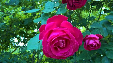 Vibrant Pink Roses in Blooming Nature Scene wallpaper