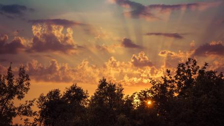 Sun rays above the trees wallpaper