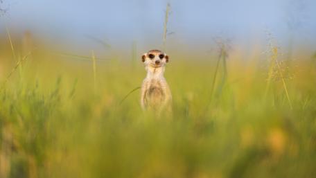 Meerkat in the grass wallpaper