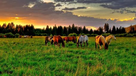 Grazing horses wallpaper