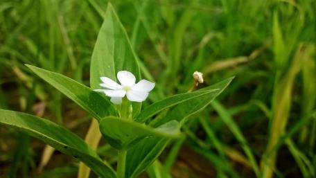 Delicate White Flower Amidst Lush Greenery wallpaper
