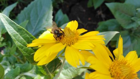 Golden Flower with Busy Bee Gathering Nectar wallpaper