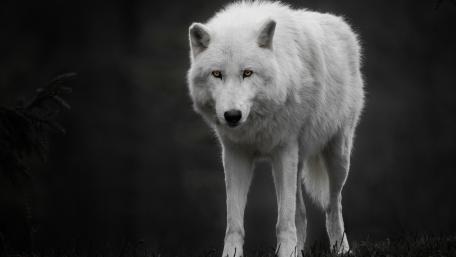 White wolf - Monochrome Photography wallpaper
