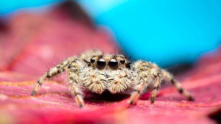 Tiny Arachnid on Vibrant Foliage wallpaper