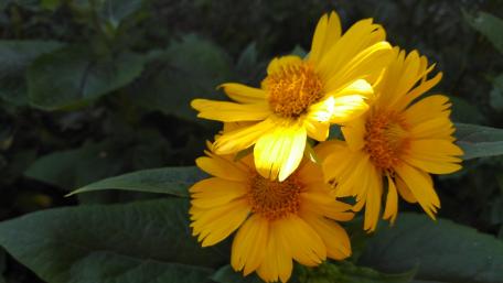Bright Yellow Daisy Blossoms in Full Bloom wallpaper