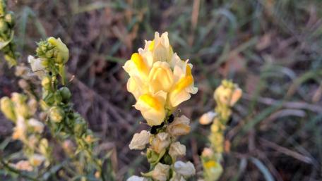 Vibrant Yellow Flowering Beauty Inspiring Nature's Artistry wallpaper