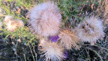 Delicate Wildflower Beauty in Nature's Palette wallpaper