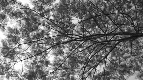 Natural Patterns wallpaper