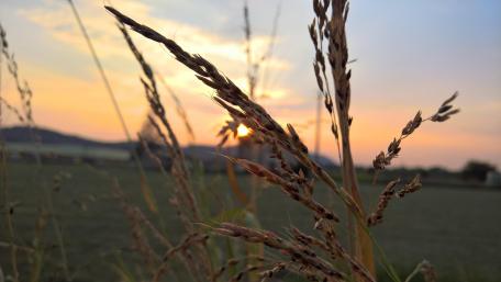 Golden Sunset Through Tall Grass Scene wallpaper