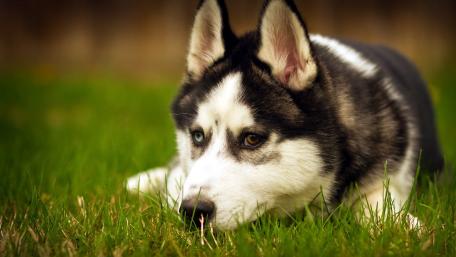 Husky puppy wallpaper