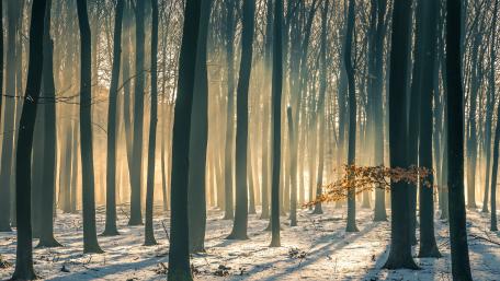 Beech forest in winter wallpaper
