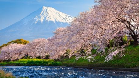 Cherry blossoms at Ryuganbuchi wallpaper