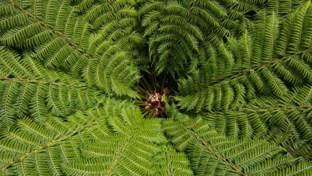Ostrich Fern leaves wallpaper