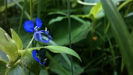 Blue Blossoms Among Greenery wallpaper