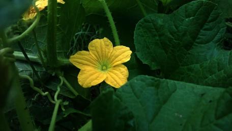 Vibrant Yellow Flower Amidst Lush Greenery wallpaper