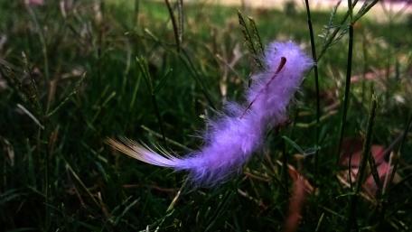 Soft Purple Feather on Grass wallpaper