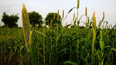 Golden Green Fields of Nature's Beauty wallpaper