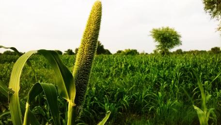 Golden Spikes in Lush Green Fields wallpaper