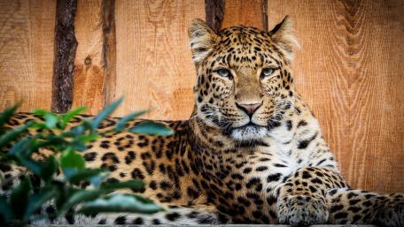 Majestic Leopard in Natural Habitat wallpaper