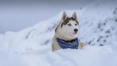 Siberian Husky in the snow wallpaper