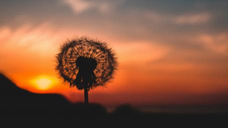 Dandelion flower silhouette in the sunset wallpaper