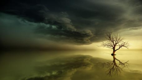 Lone tree in the water wallpaper