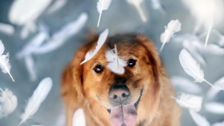 Playful Golden Retriever Surrounded by Feathers wallpaper
