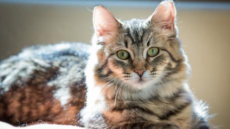 Fluffy Feline in Sunlit Serenity wallpaper