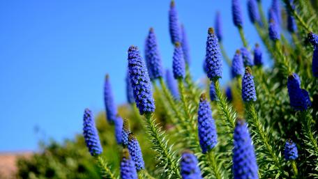 Blue Wildflowers Blooming in 4K wallpaper