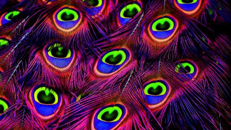 Peacock feathers wallpaper