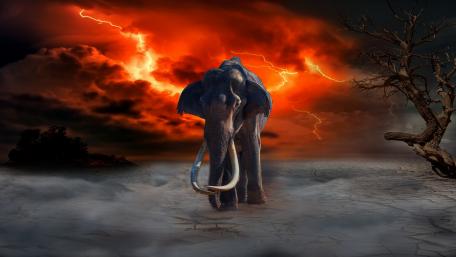 Elephant in the storm wallpaper