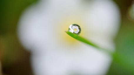 Flower caught in a drop wallpaper