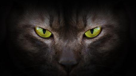 Cat eyes wallpaper