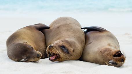 Galápagos sea lions wallpaper