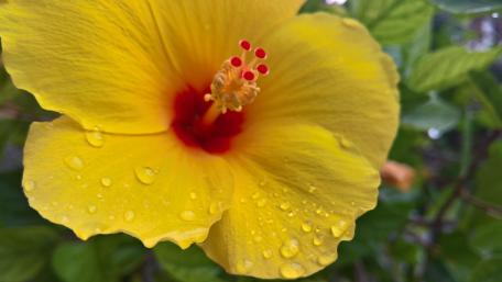 Vibrant Yellow Hibiscus Flower Wallpaper wallpaper