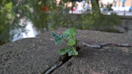 Emerging Life from Stone Crevices wallpaper
