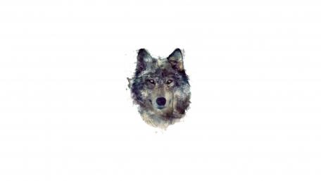 Just a wolf wallpaper