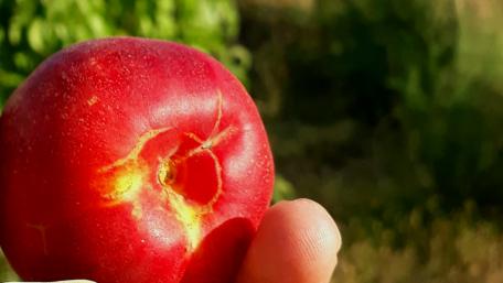 Freshly Picked Nectarine in Hand wallpaper