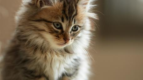 Cute fluffy kitty wallpaper