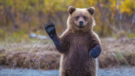 Waving bear wallpaper