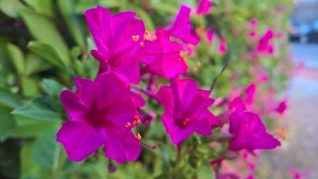 Vibrant Pink Flowers in Bloom wallpaper