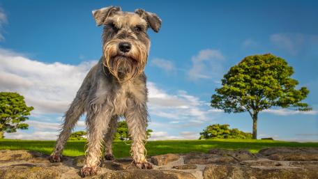Miniature Schnauzer wallpaper