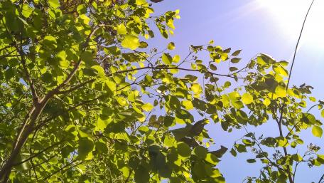 The green wallpaper