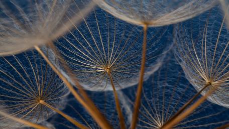 Dandelion - Macro photography wallpaper